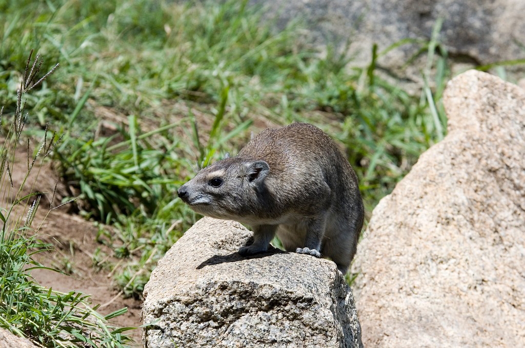 Serengeti Elephant Shrew03.jpg - Rock Hyrax (Heterohyrax brucei), Seronera Lodge Serengeti N.P. Tanzania March 2006